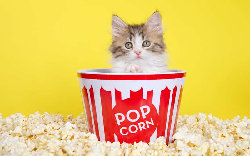 can-cats-eat-popcorn-3