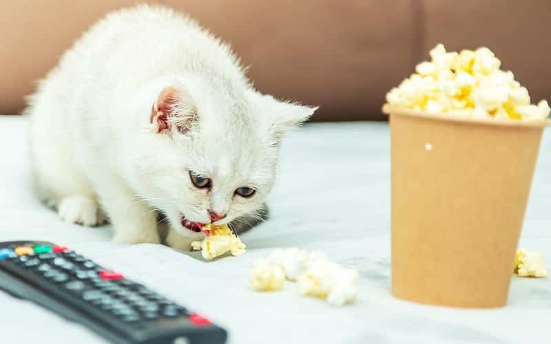 can-cats-eat-popcorn
