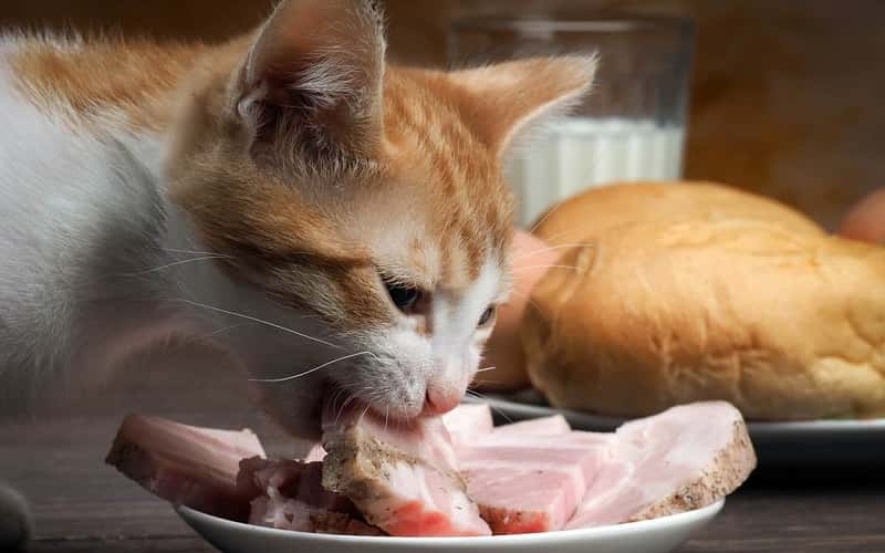 can-cats-eat-pork-1