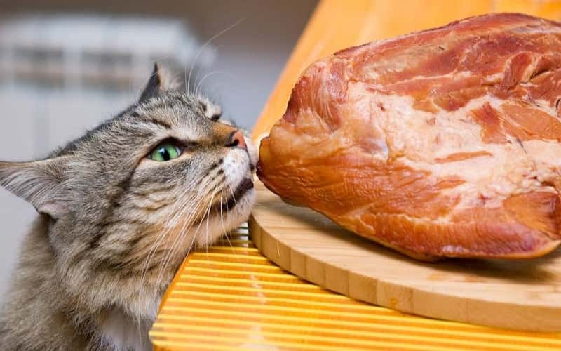 can-cats-eat-pork-13-all-facts-you-must-know