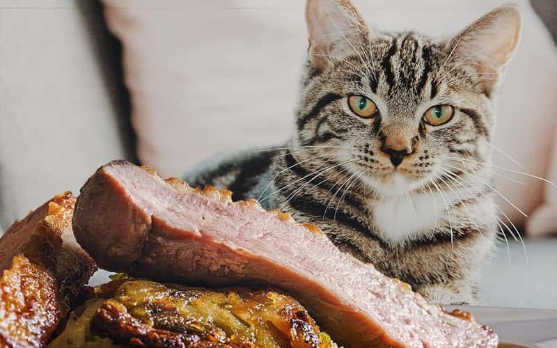 can-cats-eat-pork