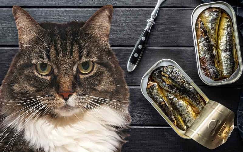 can-cats-eat-sardines-10-things-you-should-know-1