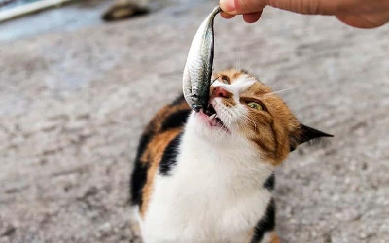 can-cats-eat-sardines-10-things-you-should-know-2