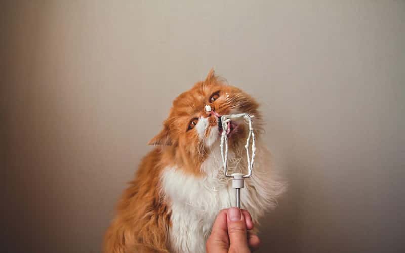 can-cats-eat-whipped-cream-1