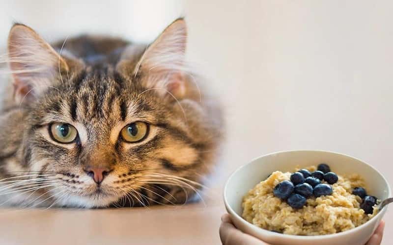 faq-can-cats-eat-oatmeal