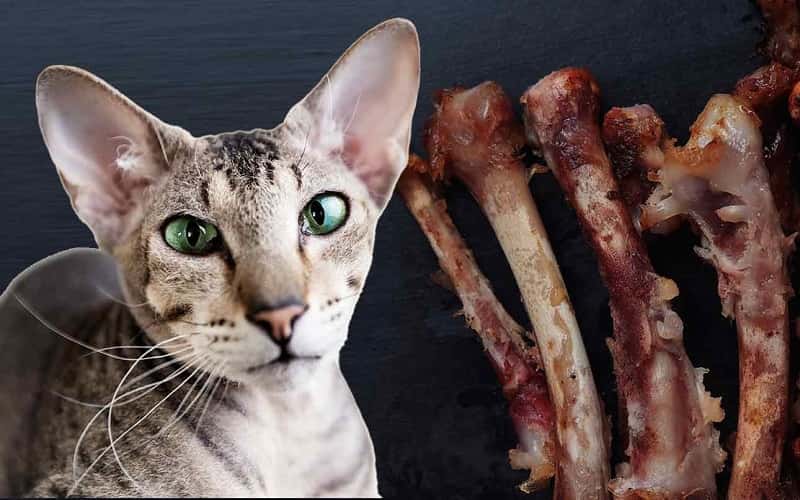 faq-why-do-cats-eat-chicken-bones