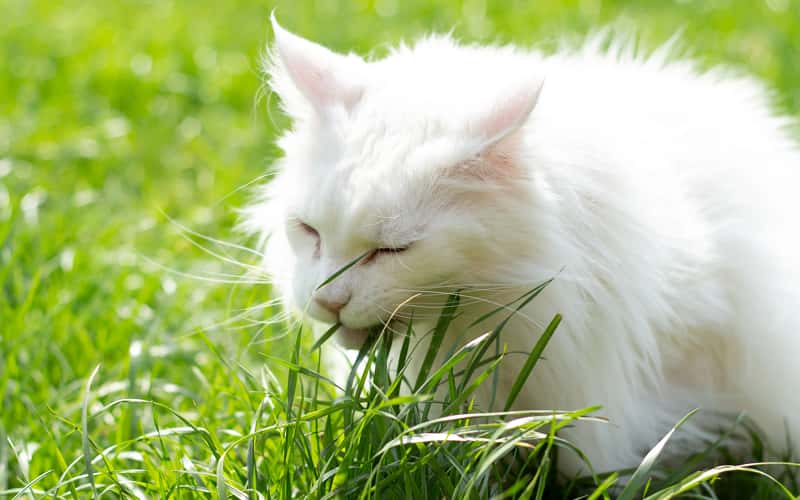 faq-why-do-cats-eat-grass
