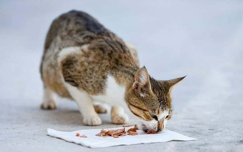 can-cats-eat-bacon-top-12-facts-you-need-to-know-2
