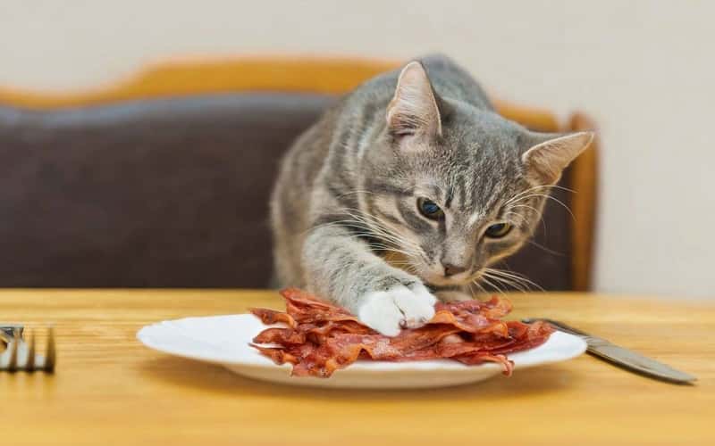 can-cats-eat-bacon-top-12-facts-you-need-to-know