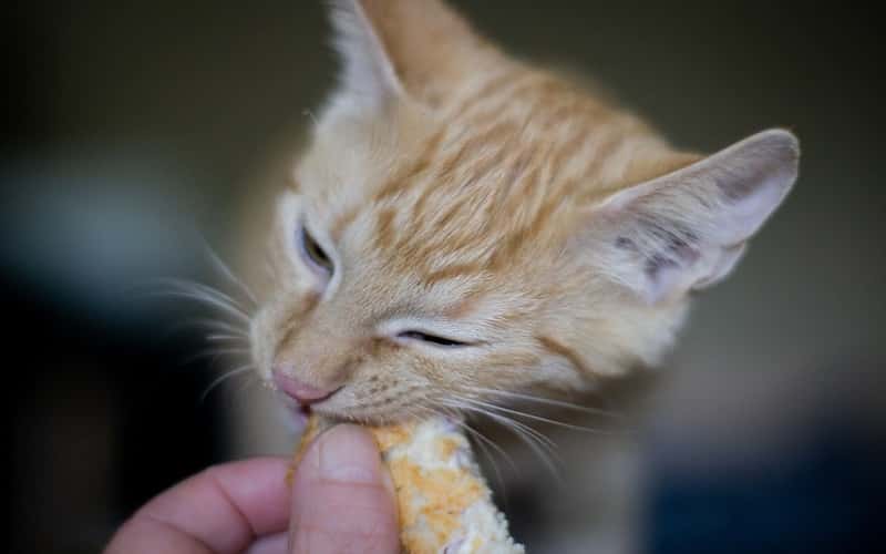 can-cats-eat-bread-12-facts-you-need-to-know-2