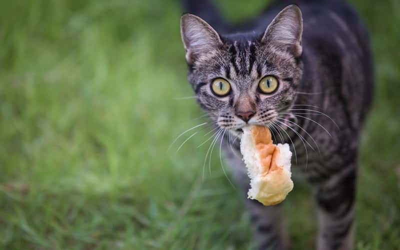 can-cats-eat-bread-12-facts-you-need-to-know