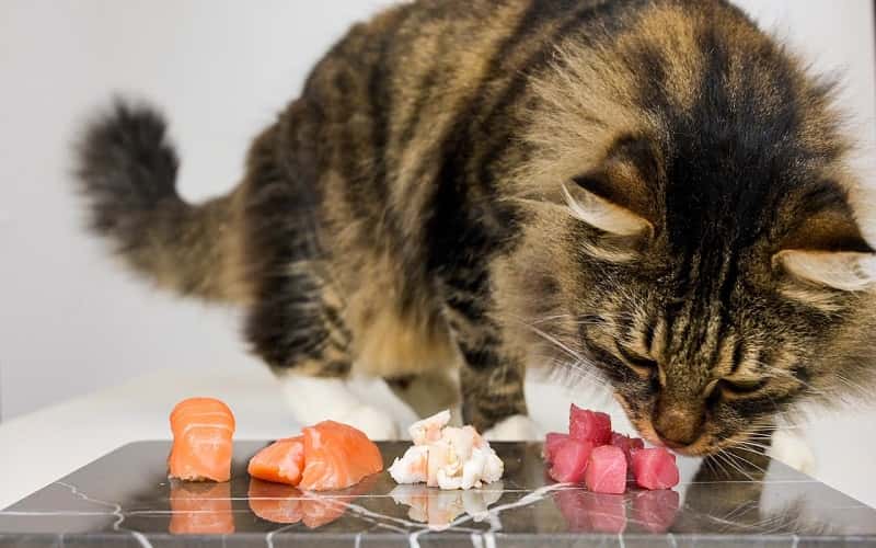 can-cats-eat-raw-salmon-9-things-you-should-know-1