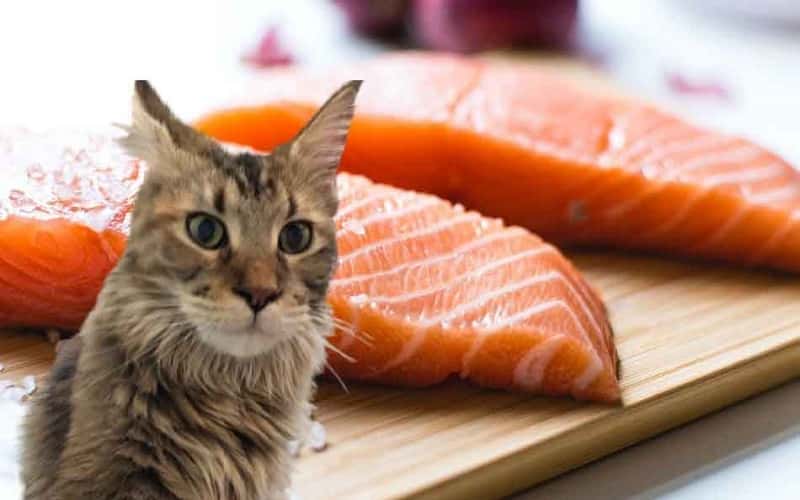 can-cats-eat-raw-salmon-9-things-you-should-know
