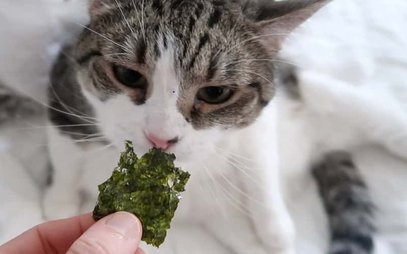 can-cats-eat-seaweed-13-facts-you-need-to-know-2