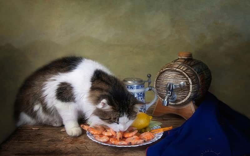 can-cats-eat-shrimp-top-6-facts-you-must-know