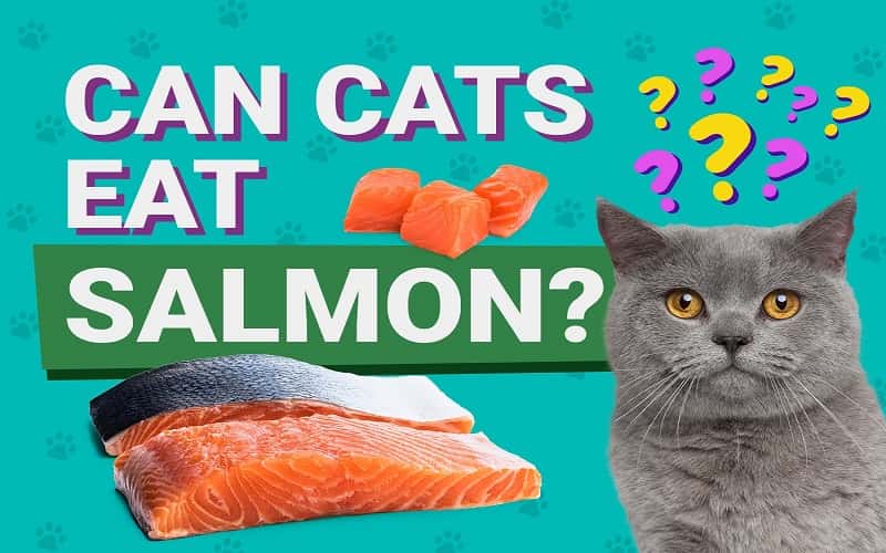 faq-can-cats-eat-salmon-1