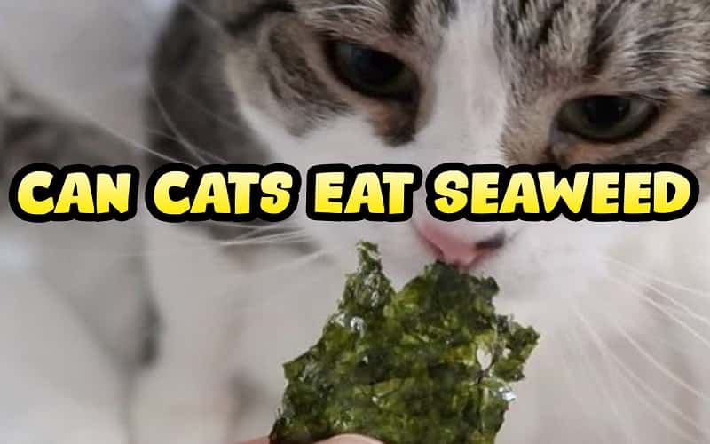 faq-can-cats-eat-seaweed-2