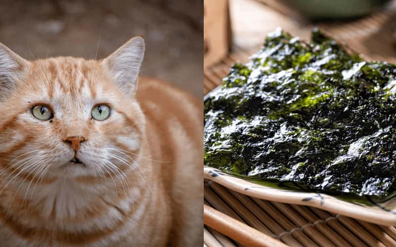 faq-can-cats-eat-seaweed