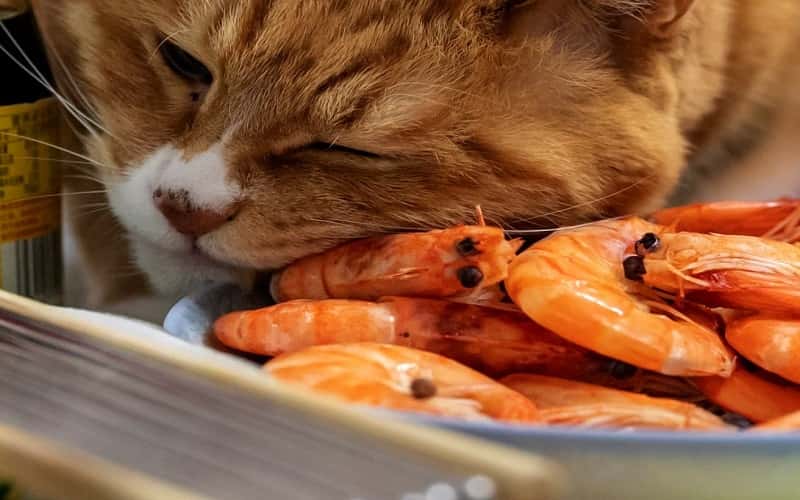 faq-can-cats-eat-shrimp-2