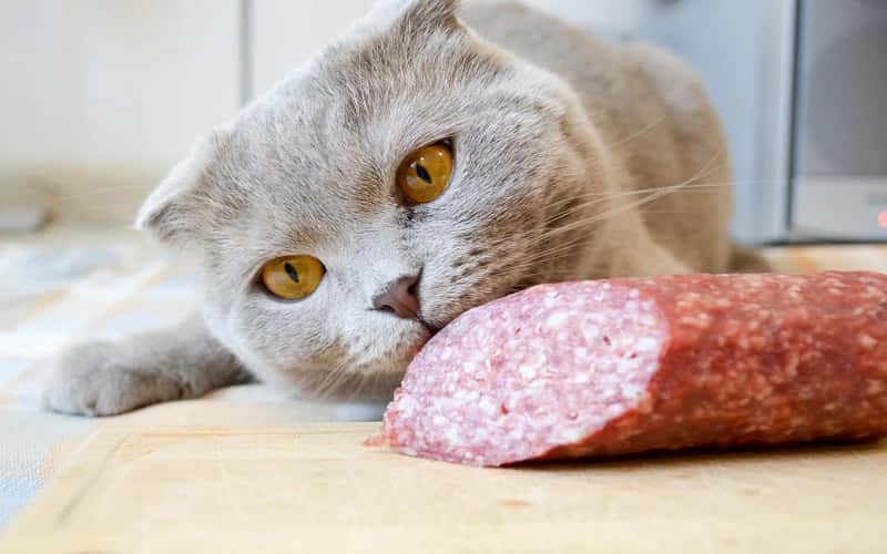faq-why-do-cats-eat-salami