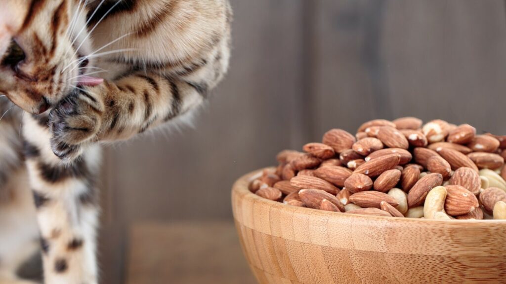 Is Almond Butter Safe for Cats?