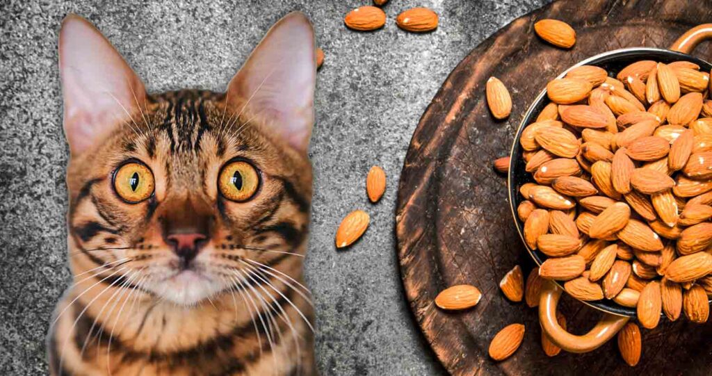 Can Cats Eat Almond Butter? Unraveling the Truth about Feline Diets