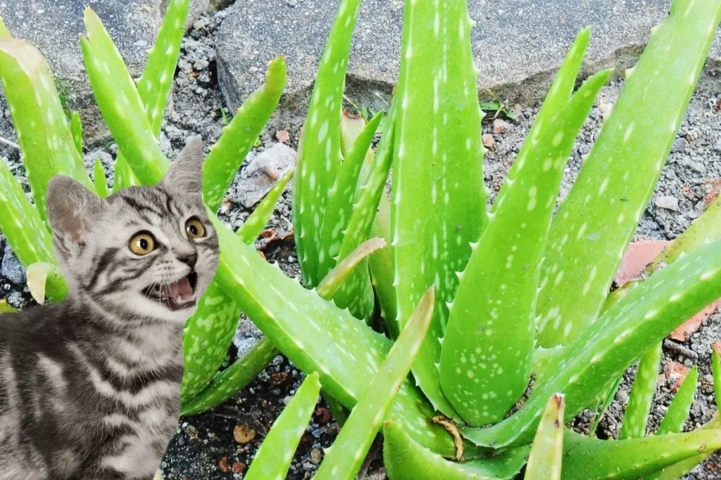 Can Cats Eat Aloe Plant? What No One Tells You