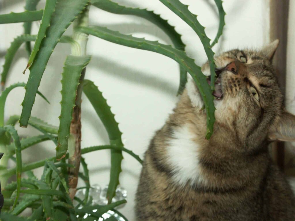 Conclusion: Can Cats Eat Aloe Plant?