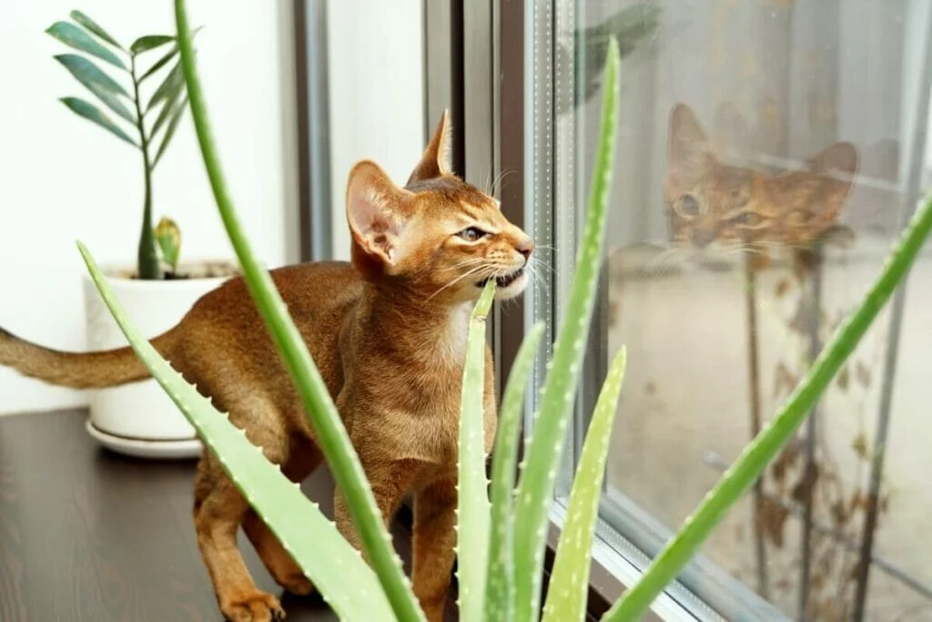 Can Cats Digest Aloe Plant?