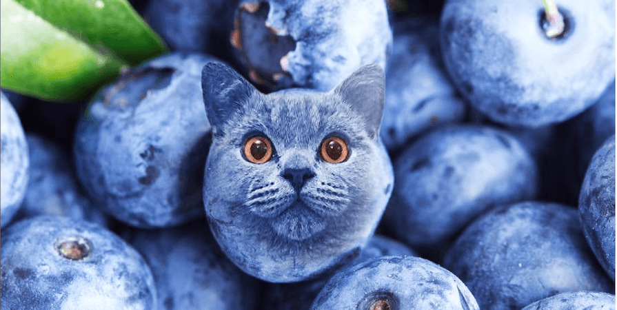 Is Blueberry Muffins Poisonous To Cats?