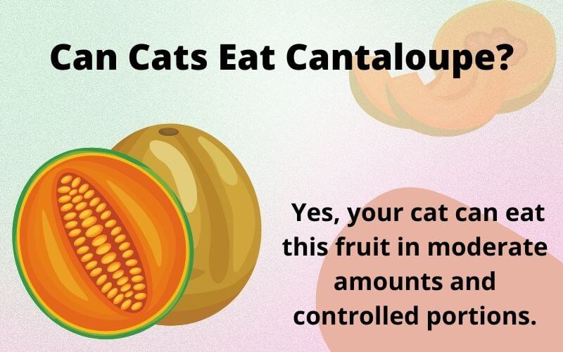 Can Cats Eat Cantaloupe?