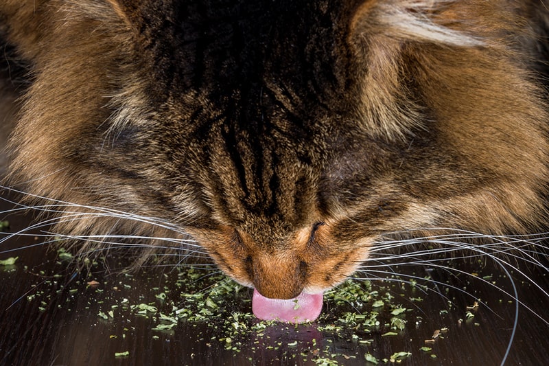 Can Cats Eat Catnip? Yes! The Best Benefits for your cat