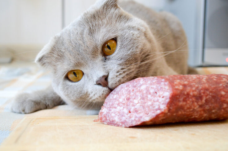 Can Cats Eat Chorizo? Nutrition Facts and Frequently Asked Questions from Vets