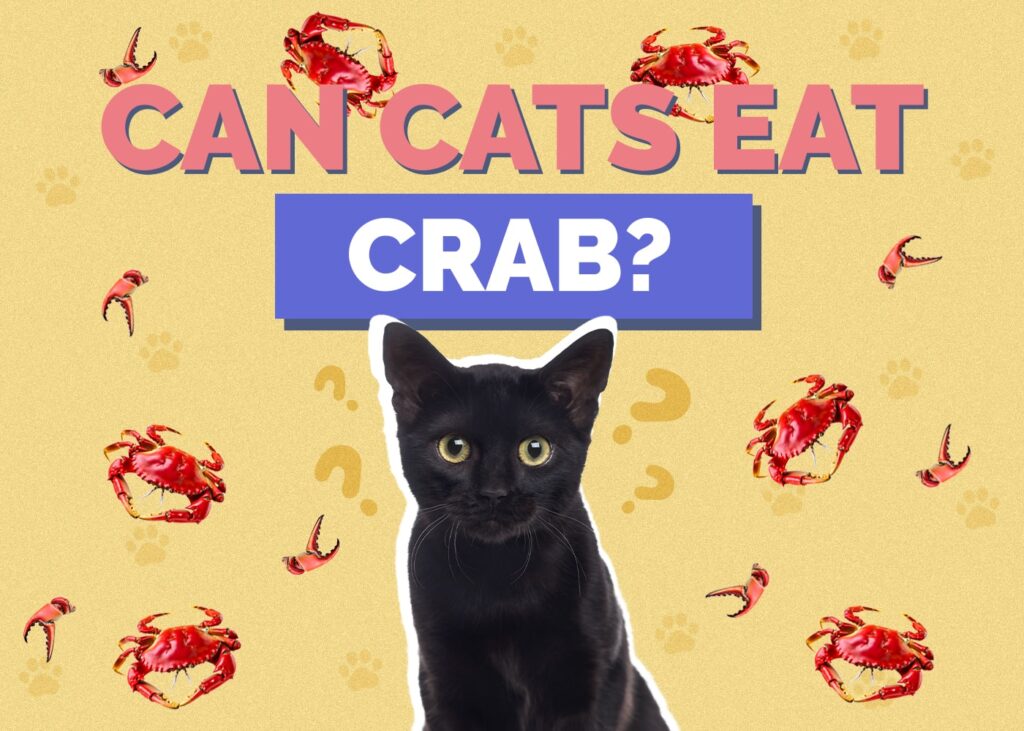 Can Cats Eat Crab? Exploring Feline Nutrition and the Seafood Delicacy