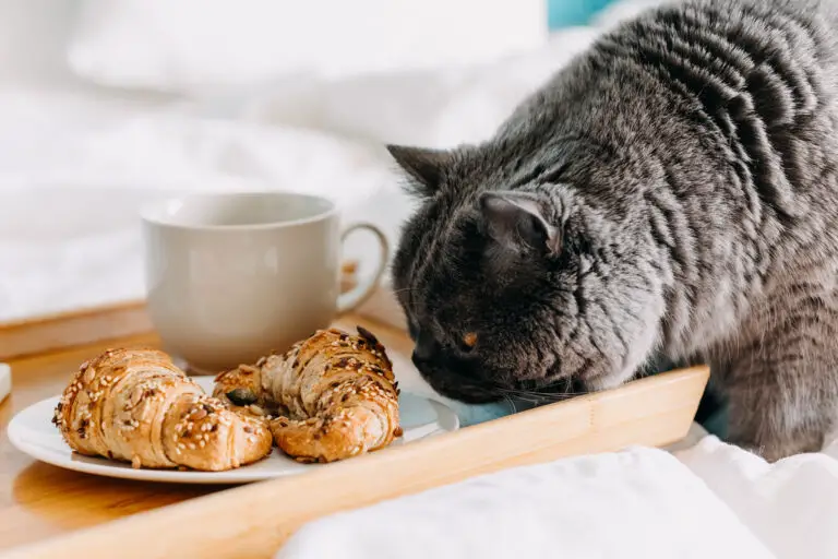 How Much Croissants Can You Give a Cat?