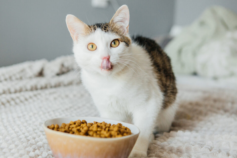 Is Flax Seeds Safe for Cats to Eat?