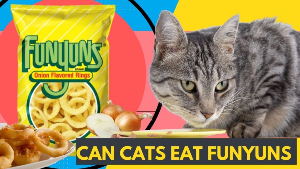 Can Cats Eat Funyuns? Caution & Listen The Truth Advice From Vet
