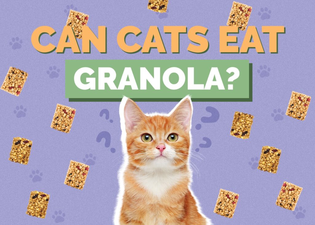 Can Cats Eat Granola? Unveiling the Truth About Feline Diets and Breakfast Delights