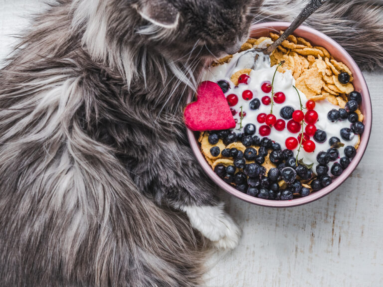 How Much Granola Can Cats Eat?