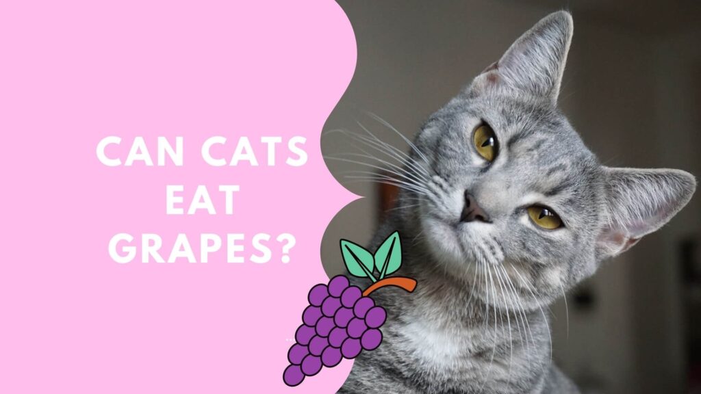 FAQ Can Cats eat Grapes?