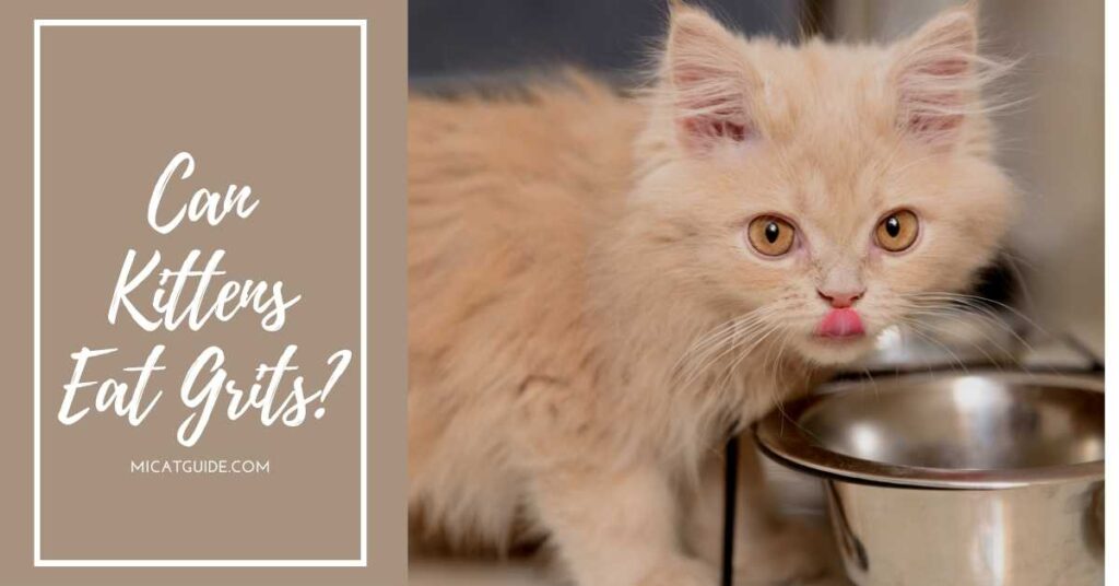 Can Cats Eat Grits? Health Risks & 3 Advice Nutrion From Vet