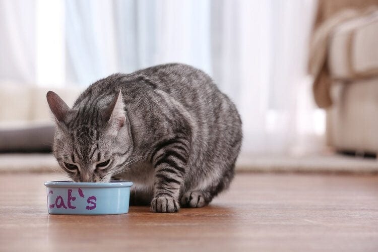 Is Grits Safe for Cats to Eat?