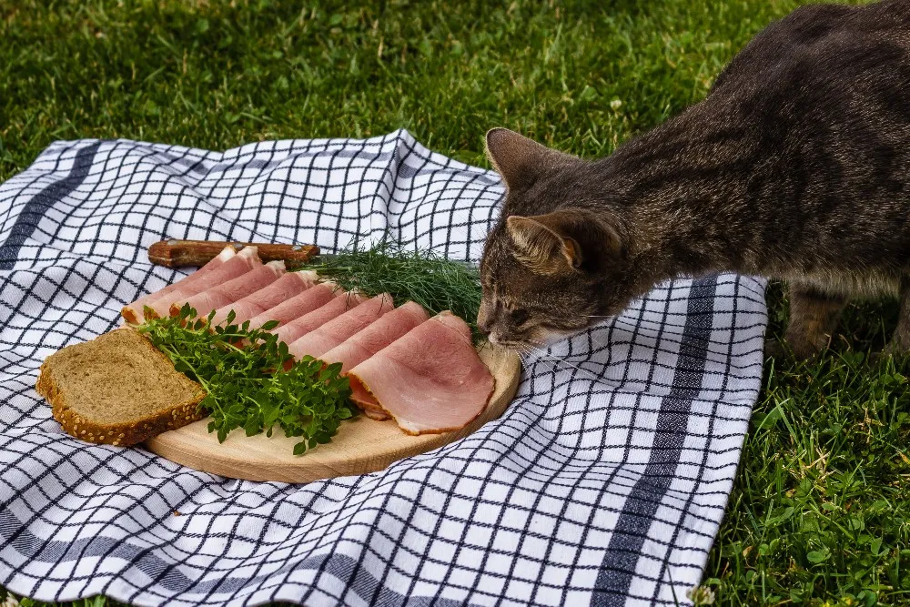 FAQ Can Cats Eat Ham