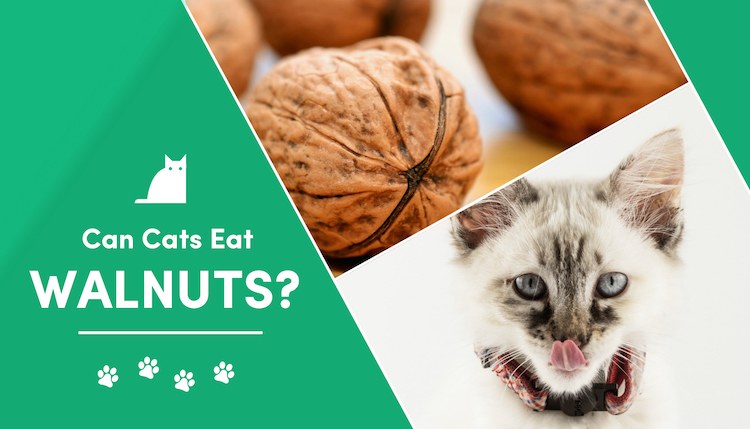 Can Cats Eat Nuts: Benefits, Consider The Truth Advice of a Vet
