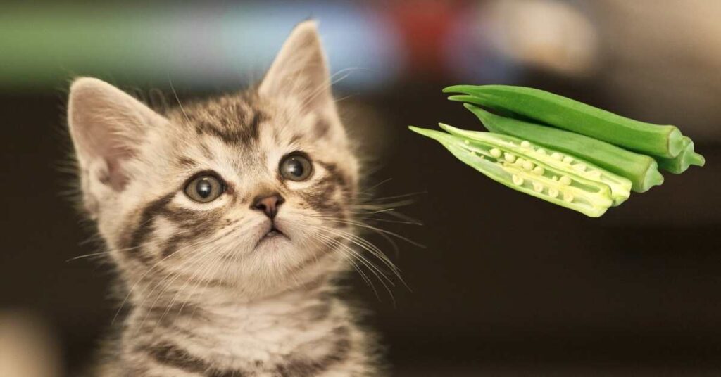 Can Cats Eat Okra? 