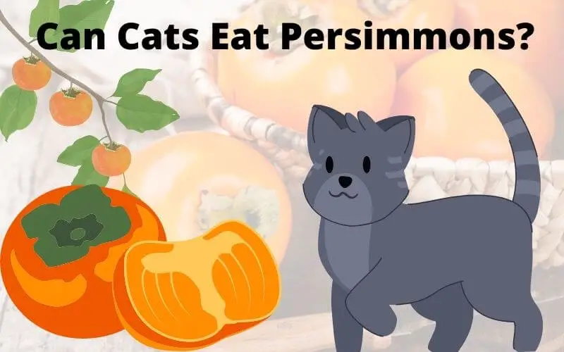 Can Cats Eat Persimmons? Full Guide About Health Care & Great Advice from Vets