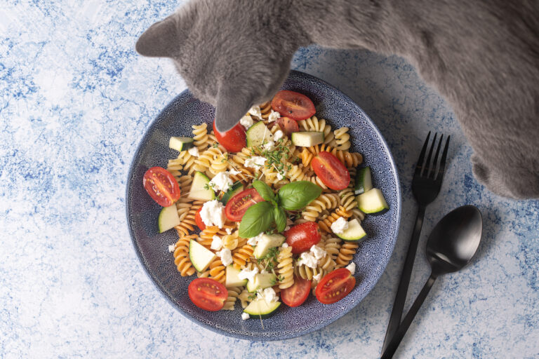 What Are Symptoms of Pesto Poisoning in Cats?