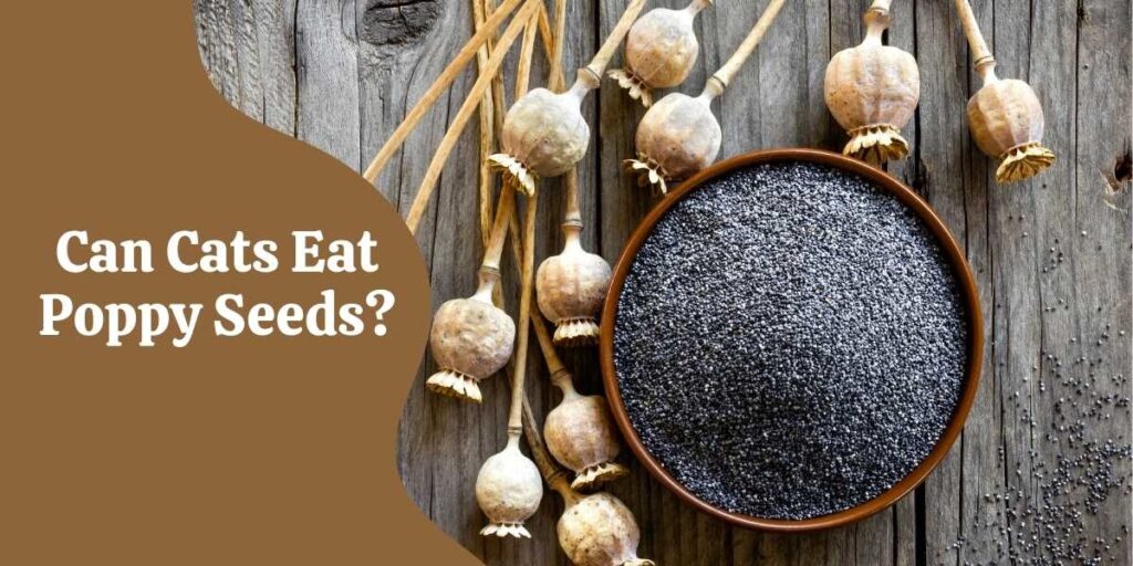 Can Cats Eat Poppy Seeds? Fully Explained & How To Treat Poppy Poisoning In Cats?