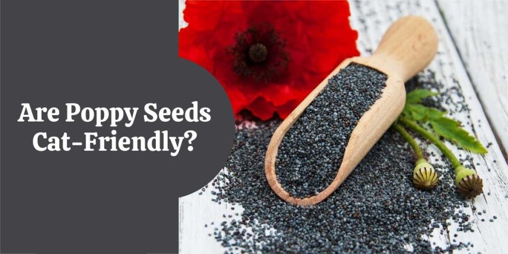 Can Cats Eat Poppy Seeds? Fully Explained & How To Treat Poppy Poisoning In Cats?