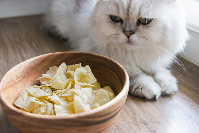 How Much Pringles Can Cats Eat?